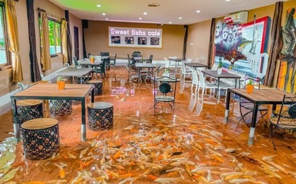 Độc đáo quán cà phê cá Koi có một không hai ở Thái Lan