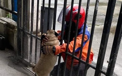 Chú chó mê chàng shipper nên mắc bệnh tương tư, bỏ ăn bỏ uống, con sen "khóc ròng" vì chiều lòng đại boss mà liên tục phải đặt đồ online đến mức sắp phá sản