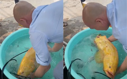 Cá mú biển vàng óng dài 60cm được trả giá hơn 200 triệu đồng, chủ gara ô tô vẫn không bán