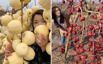 Xuất hiện hàng loạt clip khoe cây táo sai lúc lỉu trên mạng, đang xem mê mẩn thì cư dân mạng phát hiện điều "giả trân"