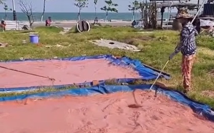 Tò mò khi thấy những thửa ruộng lạ màu hồng như đất sét ngay bên bờ biển, ai cũng "té ngửa" khi biết đó là một món đặc sản khá ngon