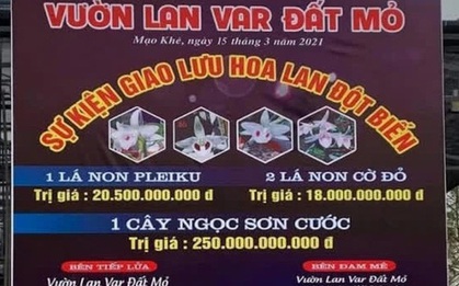 "Màn" mua bán lan đột biến gần 300 tỷ đồng ở Quảng Ninh: Đại diện Cục thuế nói gì?