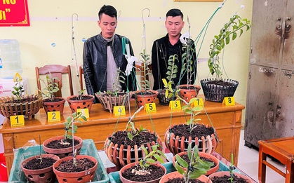 Đi ôtô tới Thanh Hóa trộm hoa lan đột biến giá trị 1,8 tỉ đồng
