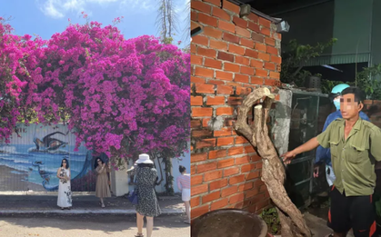 Kẻ cưa trộm cây hoa giấy nổi tiếng nhất Vũng Tàu là ai?