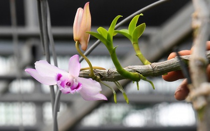 Mù mờ giá trị lan đột biến tiền tỷ, chớ dại lao vào như "thiêu thân"