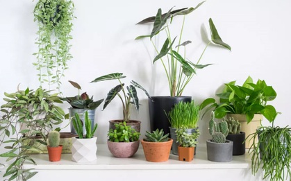 Muốn công danh sự nghiệp đi lên thì đây là những vật phẩm phong thủy nên đặt trên bàn làm việc