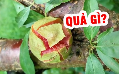 Loại quả nổi tiếng của miền Bắc bị "biến dạng" khiến nhiều người không nhận ra nổi: Thì ra ngoại hình quan trọng thật?