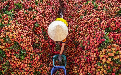 Từ tâm dịch, 15 tấn vải thiều Bắc Giang lên đường sang Nhật