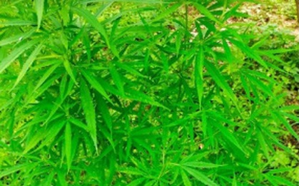 Người nước ngoài trồng cả vườn cần sa ở bãi giữa sông Hồng