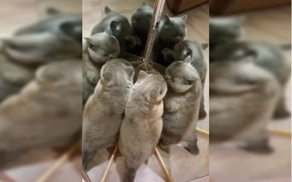 Bức ảnh "gây lú" thách mọi người đoán có bao nhiêu con mèo trong đó, câu trả lời khiến hầu hết ai cũng té ngửa