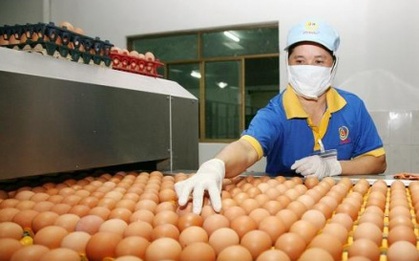 Giá trứng gà dao động ở mức 1.600 - 2.100 đồng/quả