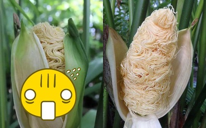 Tưởng ảnh photoshop kết hợp giữa bắp ngô và mì tôm nhưng đây là loài cây có thật 100%, đố bạn biết nó sống ở đâu đấy!