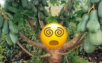 Cây đu đủ bị bão đánh gãy bất ngờ "xoè" thành 9 nhánh, ra quả um tùm khiến dân mạng xôn xao, định giá lên tới 7 tỷ