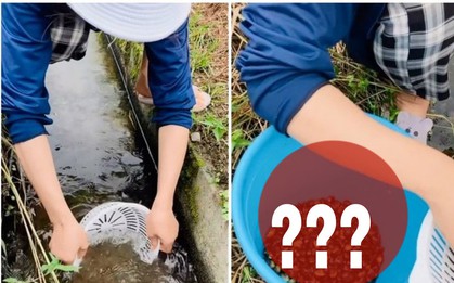 Cô gái Việt sống ở Nhật vớt được cả xô đặc sản giá 40 nghìn/con sau ít phút cào mương nước