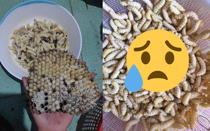 Những loài vật kinh dị được xem là "tinh tuý ẩm thực" ở Việt Nam, ai có gan lắm mới dám nếm thử