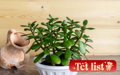 6 cây cảnh chơi dịp Tết càng trồng phú quý càng dồi dào: Có loài sống lâu hơn cả con người, hoa tươi cả tháng mới thấy tàn