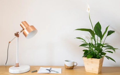 6 loại cây để bàn như "nam châm hút tiền" cho năm mới, gia chủ muốn tài lộc nhất định phải sắm về