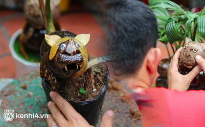 Độc đáo bonsai dừa hình con hổ với đủ sắc thái biểu cảm cho năm Nhâm Dần 2022 ở TP.HCM