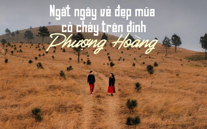 Ngắm mùa cỏ cháy đẹp thơ mộng trên đồi Phượng Hoàng, Quảng Ninh
