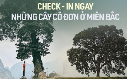 Chẳng cần phải đi đâu xa, ngay miền Bắc cũng những cây "cô đơn"  khiến giới trẻ mê mẩn