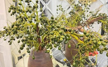 Mới lạ cành quả cắm bình đang "làm mưa, làm gió" trên thị trường