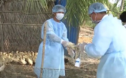 Bộ Nông nghiệp ra công điện khẩn phòng chống cúm gia cầm lây sang người