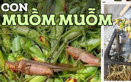 Đặc sản đồng ruộng chỉ xuất hiện khi mùa lúa chín, giá gần 300 nghìn/kg mà ai cũng thích mua