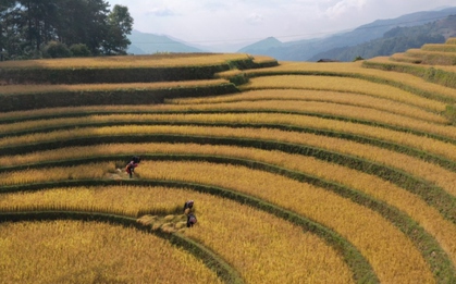 Lúa chín vàng trên những triền ruộng Mù Cang Chải