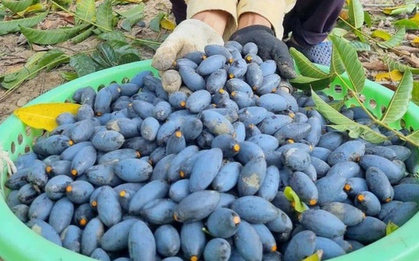 Trèo lên ngọn cây thu hoạch "vàng đen", nông dân bỏ túi hàng trăm triệu đồng