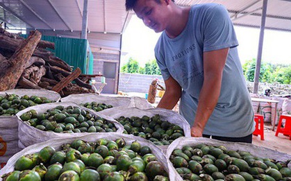 Cau giảm giá 80 - 85%, chỉ còn 15.000 - 20.000 đồng/kg do Trung Quốc ngừng nhập