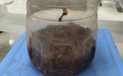 2 người nguy kịch nghi do uống rượu ngâm cà độc