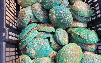 Món ngon chỉ dành cho nhà giàu, nay giảm giá mạnh nhiều người được ăn sang