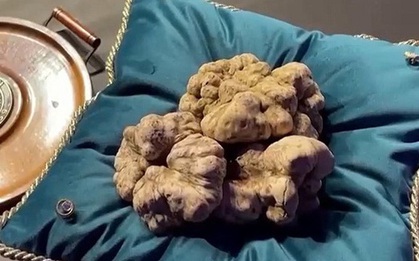 Nấm Truffle trắng được bán với giá kỷ lục 184.000 Euro