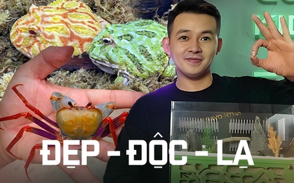 Nuôi cua cảnh, kiến cảnh và thú chơi động vật độc lạ