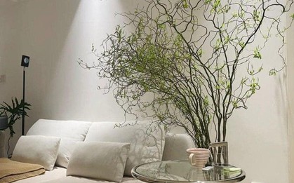 Rộ mốt trưng nhà "rất chill" với cành liễu xoăn uốn lượn lạ mắt