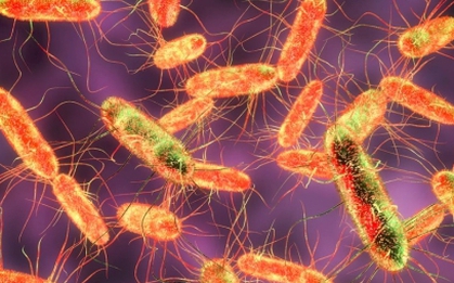 Vi khuẩn Salmonella lây qua đường nào?