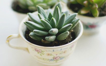 Gợi ý 3 cách trồng cây, trồng hoa cực đẹp trong bộ ấm chén cũ