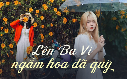 Lên Ba Vì ngắm hoa dã quỳ nở rộ chỉ với khoảng 200 nghìn đồng