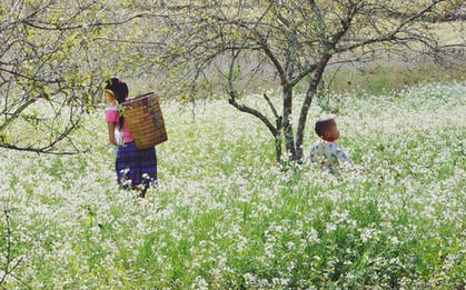 Cuối năm là mùa hoa cải nở trắng xóa cả một vùng Mộc Châu, Sơn La
