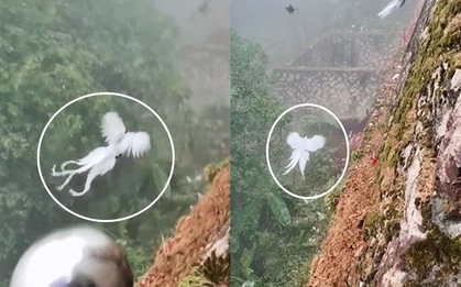 "Phượng hoàng trắng trong truyền thuyết" xuất hiện khiến dân mạng dậy sóng
