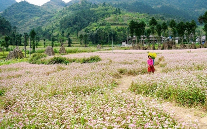 Cảnh giác với nạn lừa đảo "đặt phòng ảo" tại Đồng Văn, Hà Giang