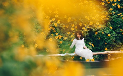 Ngắm "biểu tượng du lịch Đà Lạt" bung nở vàng rực giữa Thủ đô