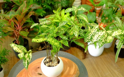 8 loại cây cảnh có lá cực đẹp, cắm hoa siêu xinh