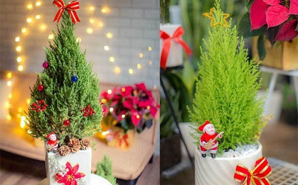 Thông tươi Noel giá mềm lên ngôi