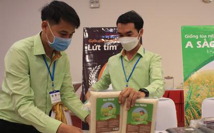 Lùm xùm nghi vấn "đánh tráo" gạo ngon nhất: Chủ tịch Hiệp hội lương thực lên tiếng