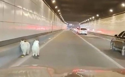 Nổi tiếng nhờ trốn khỏi quán thịt nướng, 2 chú cừu trắng được làm "linh vật"