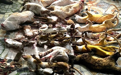 Phát hiện 2 cơ sở tàng trữ động vật hoang dã để bán cho khách nhậu Tết