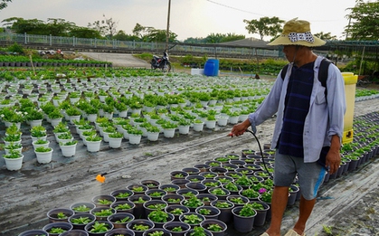 Làng hoa ở TP.HCM hối hả vụ Tết, nhà vườn không tăng giá
