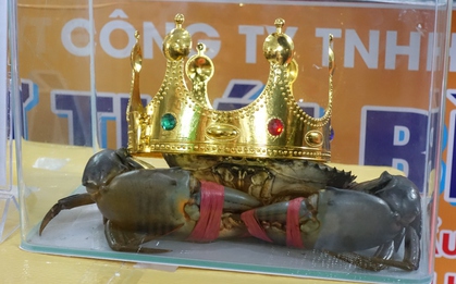 Con cua nặng hơn 1,4 kg giành giải nhất cuộc thi Sumo Crab tại Cà Mau