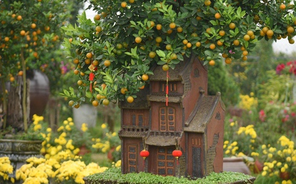 Khách săn mua quất bonsai dáng độc, giá tiền triệu chơi Tết